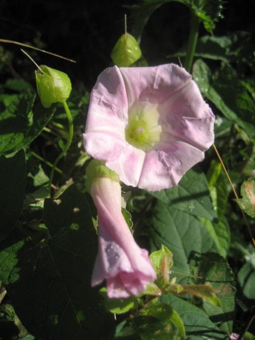 rosenvinda Convolvulus dubius