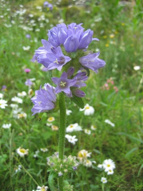 skogsklocka Campanula cervicaria