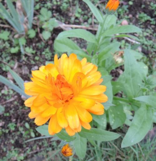 ringblomma Calendula officinalis