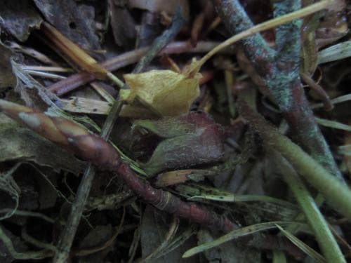 hasselört Asarum europaeum