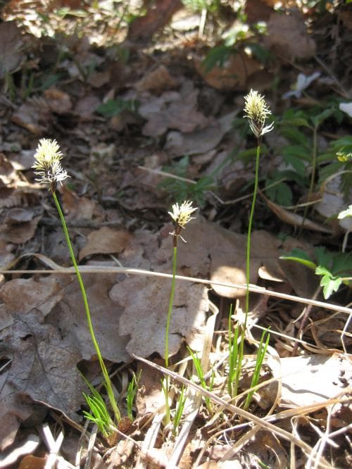 lundstarr Carex montana