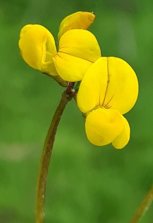 vanlig käringtand Lotus corniculatus var. corniculatus
