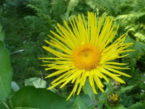 ålandsrot Inula helenium