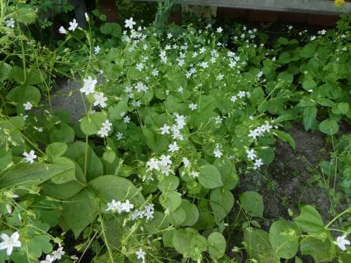 vårsköna Claytonia sibirica