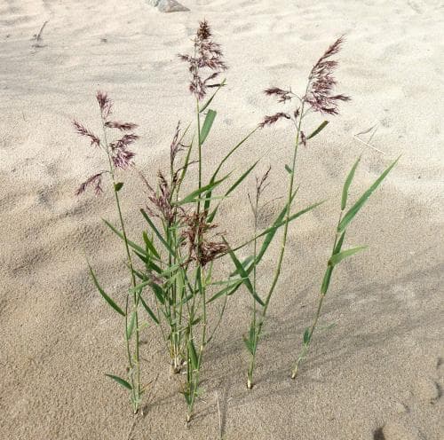 vass Phragmites australis