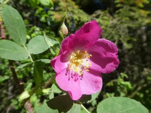 finnros Rosa acicularis