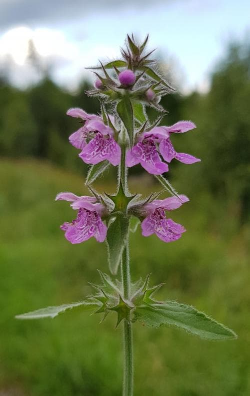 knölsyska Stachys palustris