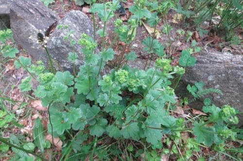 rödskaftig daggkåpa Alchemilla erythropoda