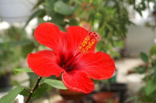 hibiskus Hibiscus rosa-sinensis