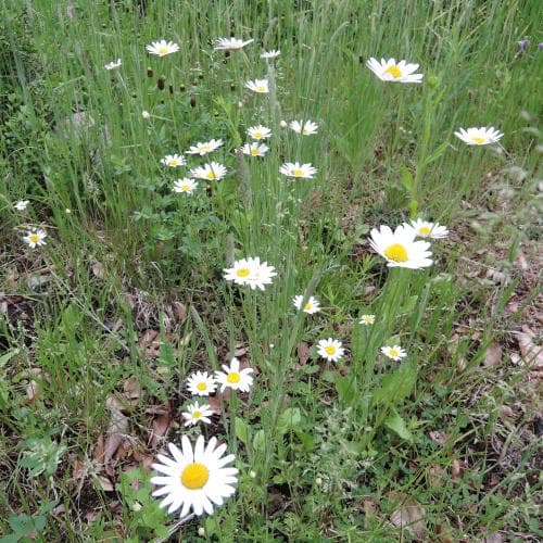 vanlig åkerkulla Anthemis arvensis subsp. arvensis