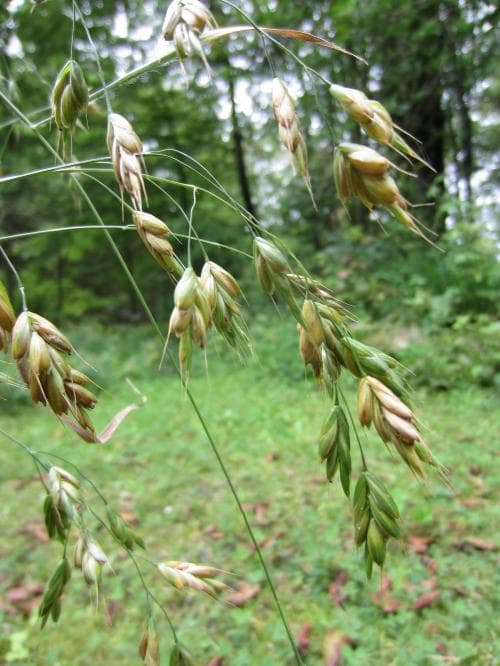 råglosta Bromus secalinus