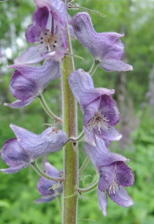 nordisk stormhatt Aconitum lycoctonum subsp. septentrionale