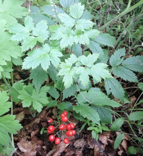 amerikansk trolldruva Actaea rubra