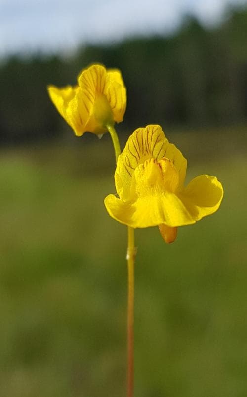 dybläddra Utricularia intermedia