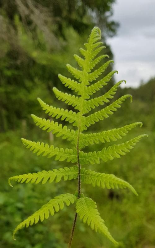 hultbräken Phegopteris connectilis