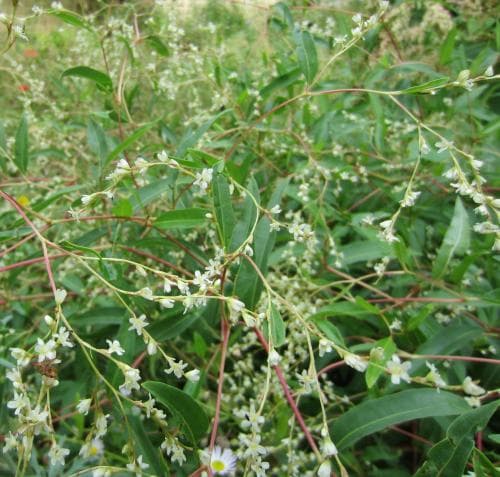 vippslide Aconogonon divaricatum