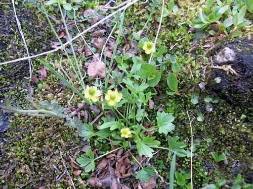 dvärgranunkel Ranunculus pygmaeus