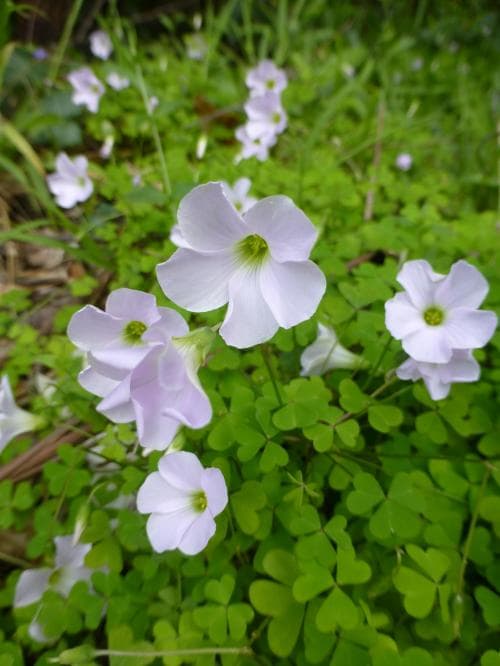 ampeloxalis Oxalis incarnata