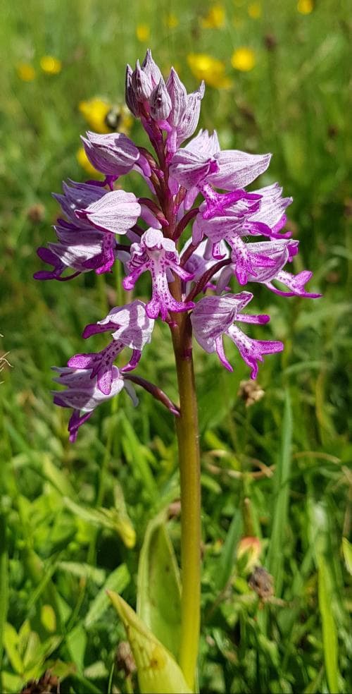 johannesnycklar Orchis militaris