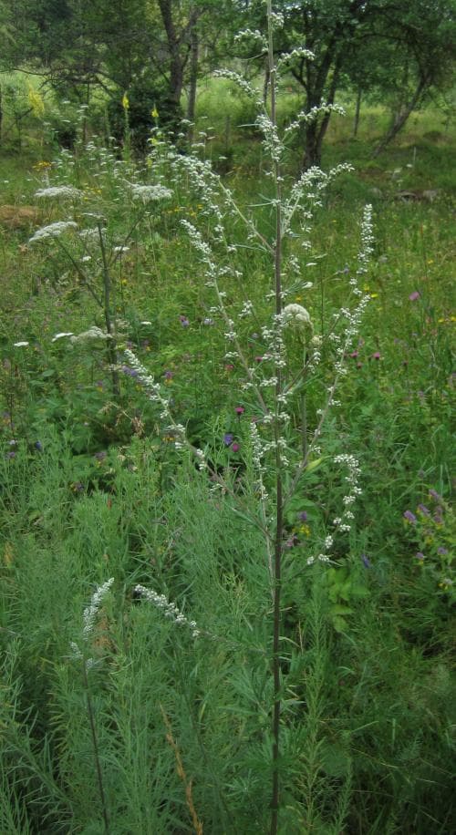 Artemisia vulgaris subsp. vulgaris Artemisia vulgaris subsp. vulgaris