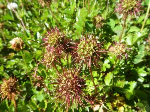 liten taggpimpinell Acaena novae-zelandiae