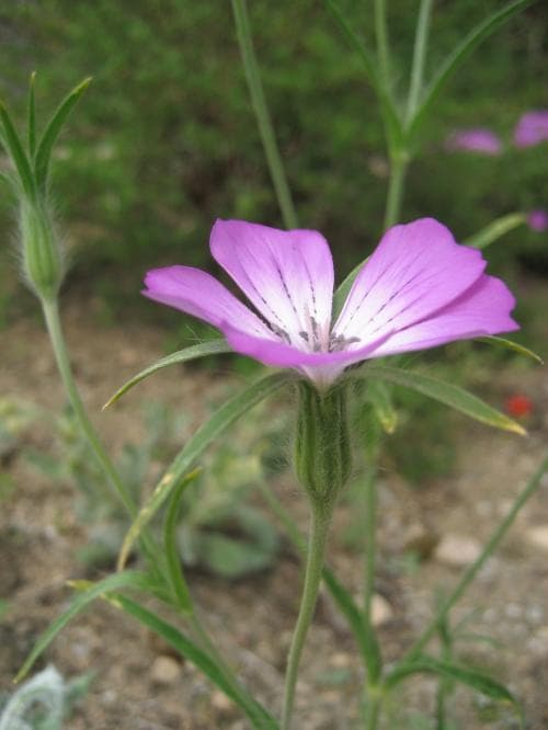 åkerklätt Agrostemma githago subsp. githago