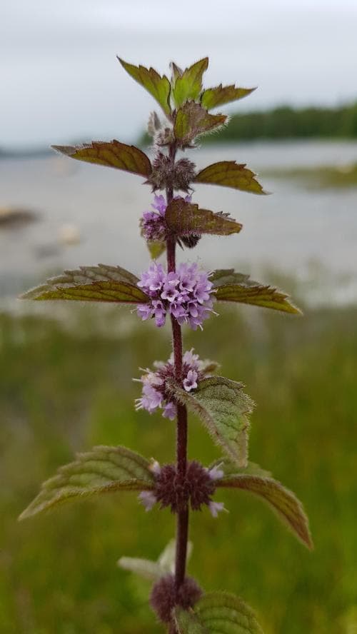 åkermynta Mentha arvensis