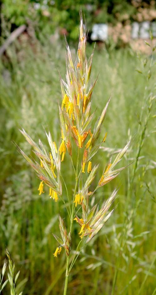 raklosta Bromopsis erecta
