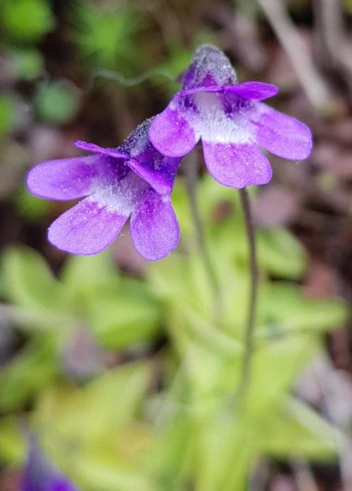 tätört Pinguicula vulgaris