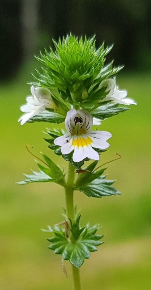 svensk ögontröst Euphrasia stricta var. suecica