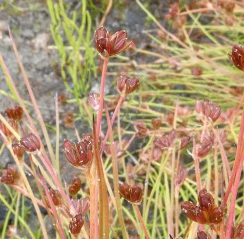 vanlig löktåg Juncus bulbosus subsp. bulbosus