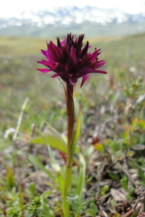 brudkulla Gymnadenia runei