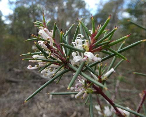 hakea Hakea sericea