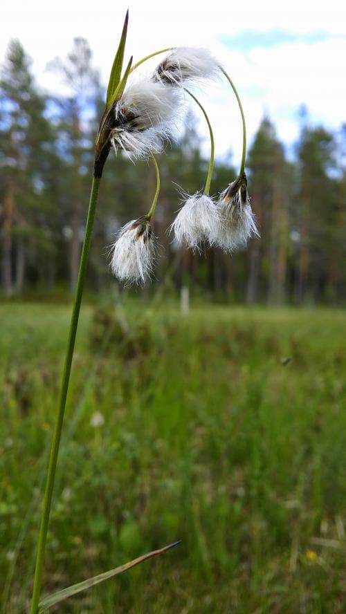 gräsull Eriophorum latifolium