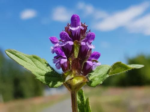 brunört Prunella vulgaris