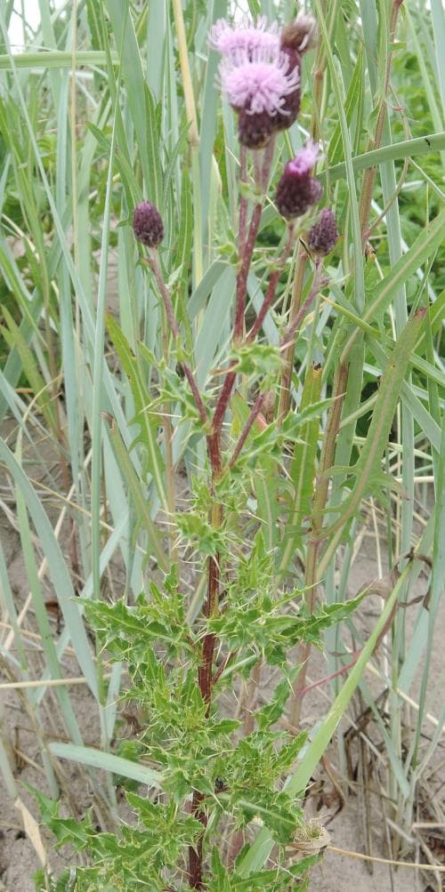 martistel Cirsium arvense var. maritimum