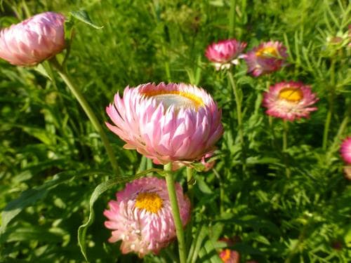 jätteeternell Xerochrysum bracteatum