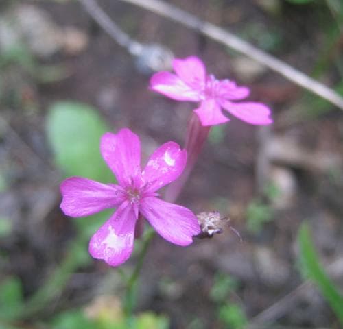 rosenglim Atocion armeria