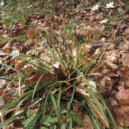 vispstarr Carex digitata