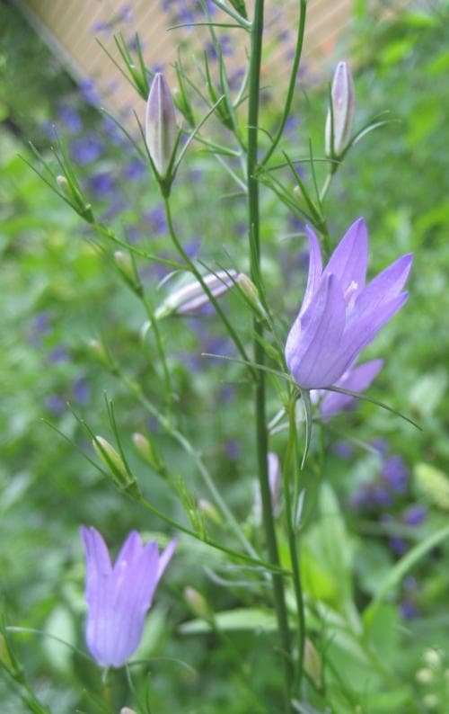 rapunkelklocka Campanula rapunculus