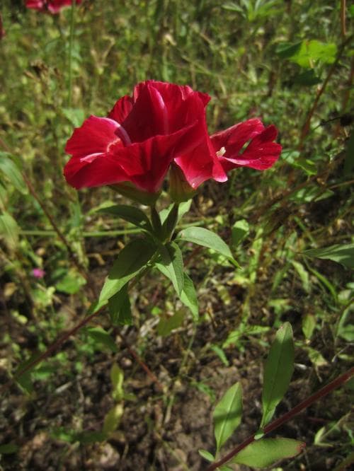 atlasblomma Clarkia amoena