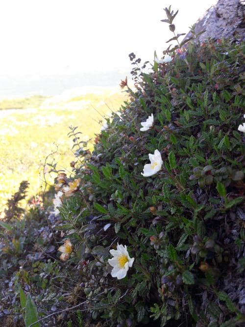 fjällsippa Dryas octopetala