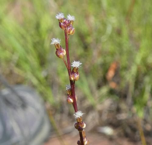 kärrsälting Triglochin palustris