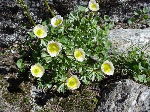 isranunkel Ranunculus glacialis