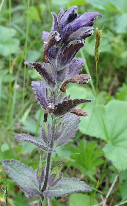 svarthö Bartsia alpina
