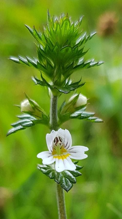 finnögontröst Euphrasia officinalis subsp. officinalis