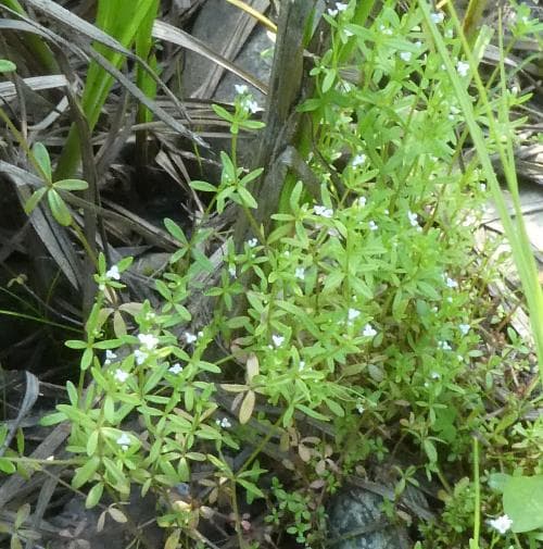 dvärgmåra Galium trifidum