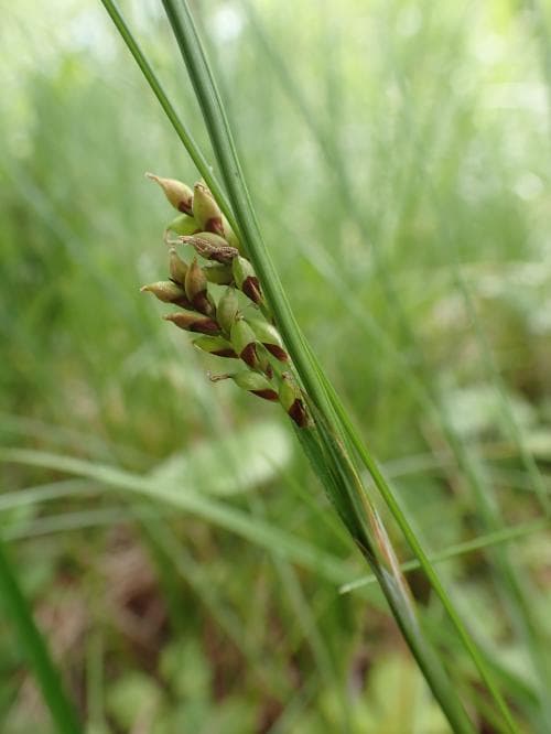 slidstarr Carex vaginata