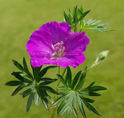blodnäva Geranium sanguineum