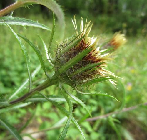 långbladig spåtistel Carlina vulgaris subsp. longifolia